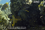 French Angelfish (Pomacanthus paru)